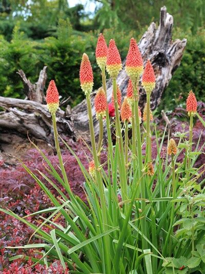 Garten Fackellilie 'Royal Standard' / Kniphofia uvaria 'Royal Standard'