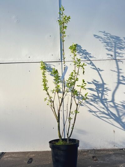 Euonymus europaeus (Pfaffenhütchen) 60-100 cm C5, mehrtriebiger Strauch im schwarzen Pflanztopf mit grünen Blättern