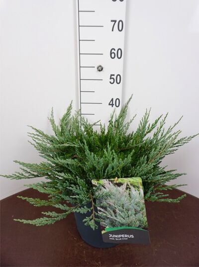Blauer Kriech-Wacholder - Juniperus horizontalis 'Blue Chip' - Baumschule  NewGarden