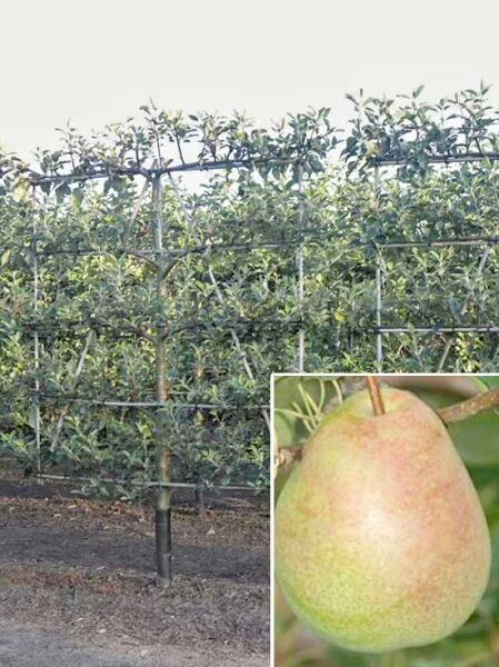 Birne 'Alexander Lucas' 'Boden-Spalier' H:160 B:160 T:20 (Stamm 50 cm) / Pyrus communis 'Alexander Lucas'