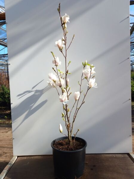 Tulpen-Magnolie Magnolia soulangiana 'Alba Superba', 100-125 cm C12, im Topf mit weißen Blüten und Knospen an Trieben