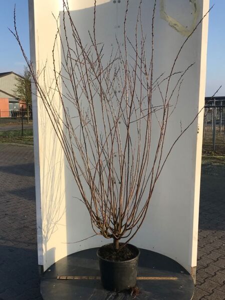 Salix irrorata (Perückenweide) im Topf, mehrtriebiger Strauch, 175–200 cm, C20