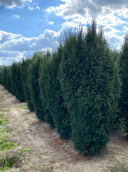 Kegel-Eibe - Taxus baccata 'Overeynderi'