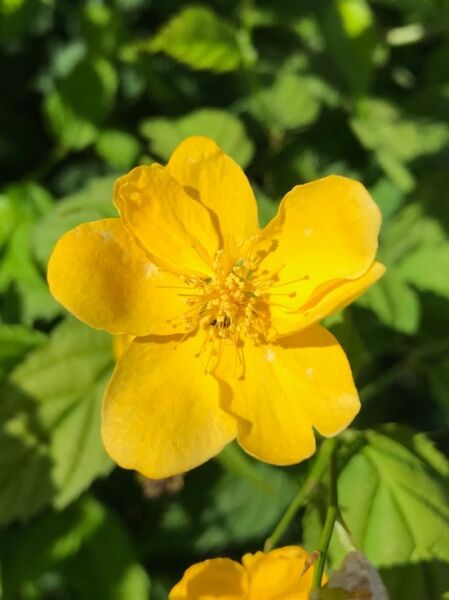 Kerria japonica 'Golden Guinea' / Gelbbunter Ranunkelstrauch 'Golden Guinea' mit gelber, einfacher Blüte und grünen Blättern