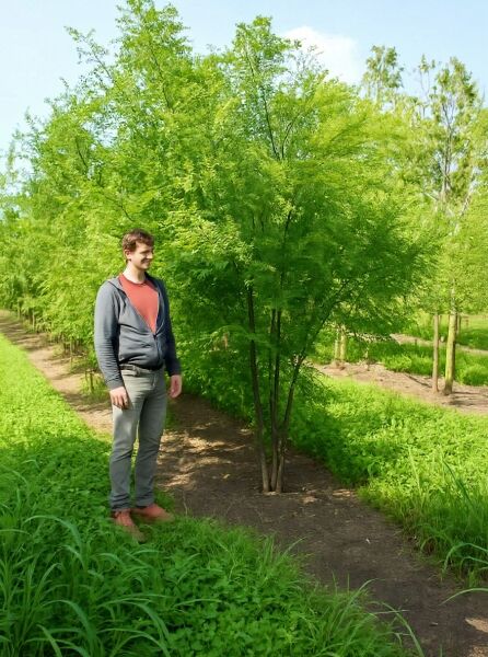 Japanischer Schnurbaum (Sophora japonica/Styphnolobium japonicum) mehrstämmig, 250–300 cm, mit grünem Laubaufbau im Feldbestand