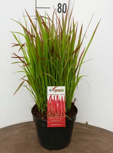 Japanisches Blutgras 'Red Baron' (Imperata cylindrica 'Red Baron') im schwarzen Topf, C10, mit schmalen grünen und roten Blättern
