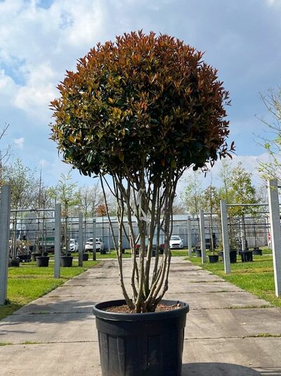 Glanzmispel 'Red Robin' 200-250 cm Schirmform mehrstämmig / Photinia fraseri 'Red Robin Schirmform' (876157)