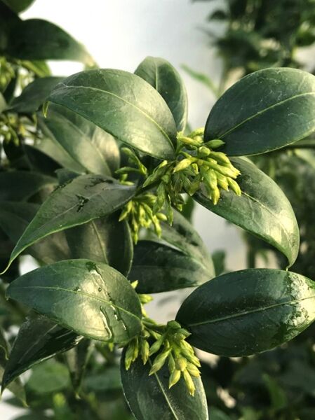 Ruscusblättrige Schattenblume / Mäusedornblättrige Fleischbeere / Ruscusblättrige Schattenblume / Mäusedornblättrige Fleischbeere