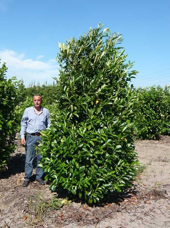 Kirschlorbeer 'Rotundifolia' / groblttriger Kirschlorbeer - Prunus  laurocerasus 'Rotundifolia'