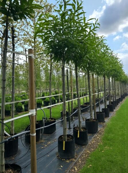 Castanea sativa (Edel-Kastanie) Hochstamm 14-16 StU im Container, Baumreihe mit Stützbändern und grüner Krone