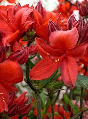 Laubabwerfende Azalee 'Royal Command' - Azalea luteum 'Royal Command'  (Knap-Hill)