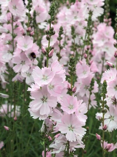 Präriemalve 'Little Princess ®' / Sidalcea malviflora 'Little Princess ®'