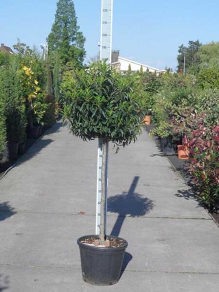 Portugiesischer Kirschlorbeer (Prunus lusitanica) 'Angustifolia' Hochstamm, Solitär im Topf, Krone mit schmalen grünen Blättern.
