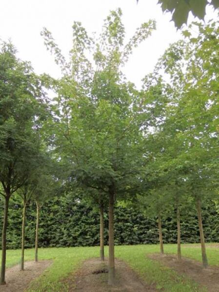 Silber-Ahorn (Acer saccharinum) Hochstamm 35-40 StU mit Drahtballen, Baum mit rundlicher Krone und grünem Laub