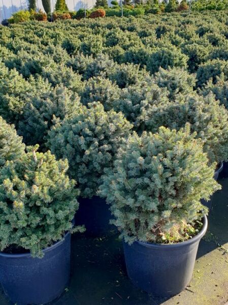 Picea sitchensis 'Nana' / Zwerg-Sitkafichte 'Nana'