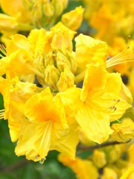 Azalea luteum 'Chetco' (Knap-Hill) / Laubabwerfende Azalee 'Chetco'
