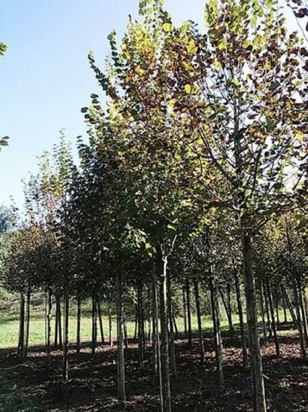 Tilia platyphyllos / Sommer-Linde