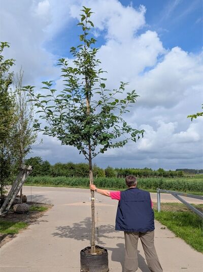 Prunus padus / Trauben-Kirsche Hochstamm 12-14 StU im Container, junger Baum mit geradem Stamm und belaubter Krone.