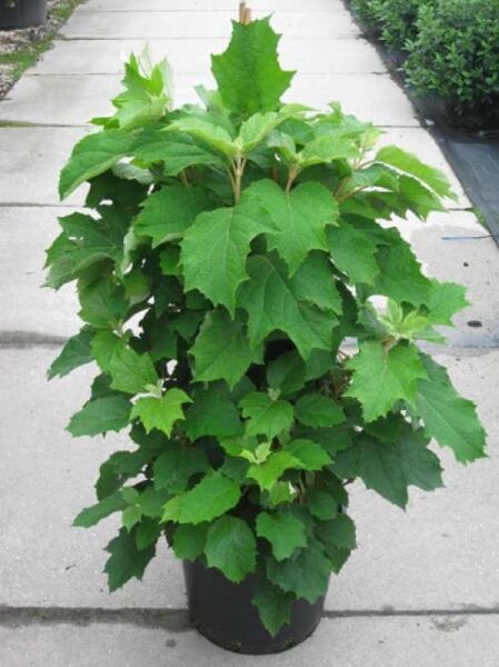 Hydrangea quercifolia / Eichblättrige Hortensie, 80–100 cm, C20, buschige Pflanze im Topf mit großen, eichenblattähnlichen Blättern