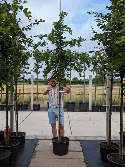 Carpinus betulus (Hainbuche/Weißbuche) Hochstamm 8-10 StU im Container, junger Baum mit geradem Stamm und belaubter Krone