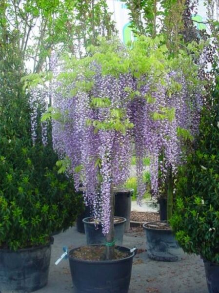 Chinesischer Blauregen 'Prolific' / Chinesischer Blauregen 'Prolific'