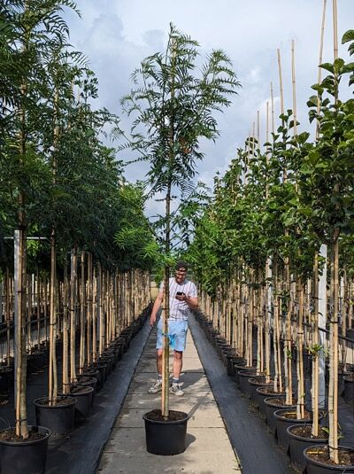 Sorbus 'Dodong' / Mehlbeere 'Dodong' Hochstamm 10-12 StU im Container, junger Baum mit schlanker Krone im Topf