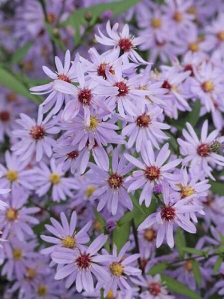 Glattblatt-Aster 'Treffpunkt' / Glattblatt-Aster 'Treffpunkt'