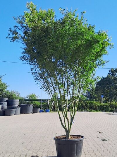 Fächer-Ahorn / Japanischer Ahorn 350-400 cm Schirmform / Acer palmatum 350 - 400cm hoch (1577159)