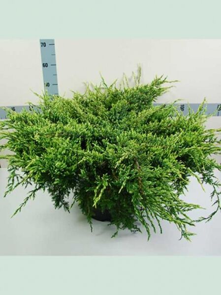 Juniperus squamata 'Holger' / Zwerg-Wacholder 'Holger', buschiger, flach wachsender Nadelstrauch, 60–80 cm breit, C15