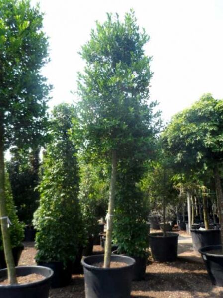 Stechpalme 'Nellie R. Stevens' Hochstamm / Ilex mutchagara 'Nellie R. Stevens'