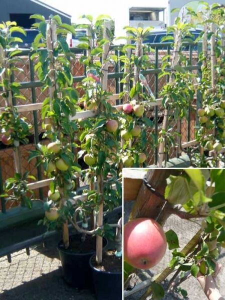 Malus 'Pinova' / Spalierobst 'Pinova' Doppelte U-Form