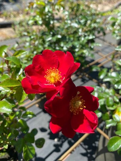Bodendeckerrose Rosa 'Alcantara' ® mit roten, offenen Blüten und gelben Staubgefäßen, grünes Laub im Topf