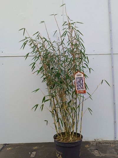 Roter Zebrabambus 'Red Zebra' ® / Roter Zebrabambus 'Red Zebra' ®