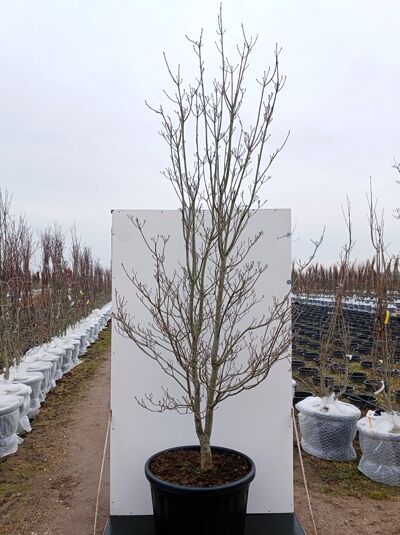 Amerikanischer Blumen-Hartriegel 'Cherokee Chief' - Cornus florida 'Cherokee Chief'