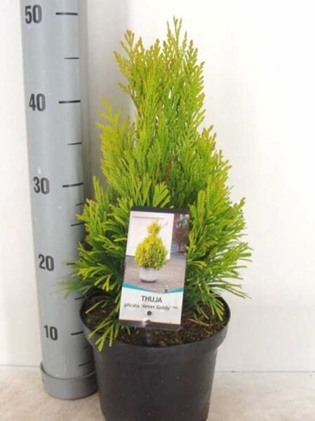 Thuja plicata '4ever Goldy' / Gelber Lebensbaum '4ever Goldy' 30-40 cm C3 im schwarzen Pflanztopf mit gelbgrünem Laub