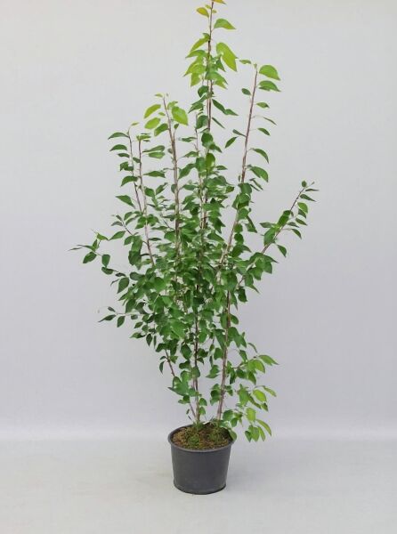 Baum-Felsenbirne 'Robin Hill' (Amelanchier arborea) 175-200 cm C20, mehrtriebige Pflanze im schwarzen Topf mit grünem Laub.