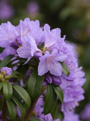 Zwergrhododendron - kleine Rhododendron mit kompaktem Wuchs kaufen