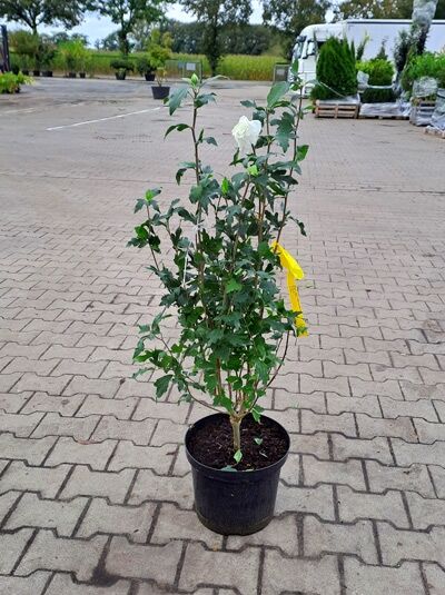 Garten-Eibisch Hibiscus syriacus 'White Chiffon ®', Strauch im Topf C15, 80-100 cm, mit weißer Blüte und grünen Blättern
