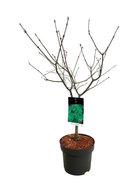 Eisenhutblättriger Ahorn 'Aconitifolium' / Acer japonicum 'Aconitifolium'