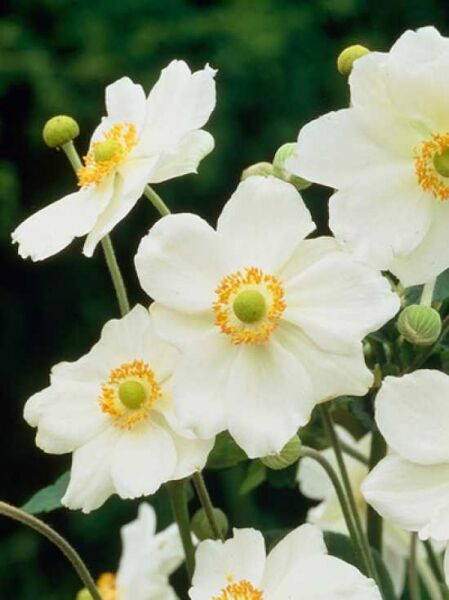 Garten-Anemone 'Andrea Atkinson'  / Anemone japonica 'Andrea Atkinson'