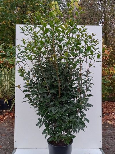 Osmanthus armatus / Chinesische Duftblüte, immergrüner Strauch im Topf, 150-175 cm, Container C50