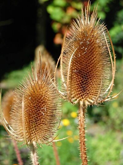 Dipsacus sylvestris / Kardendistel