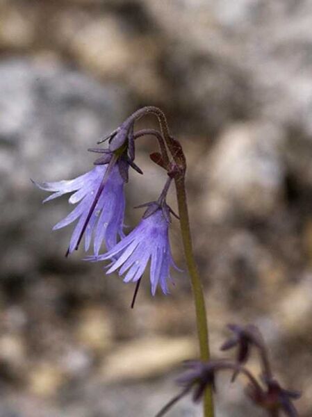 Soldanella montana / Alpenglöckchen / Wald-Troddelblümchen