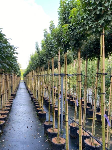 Acer campestre 'Anny's Globe' / Kugeliger Feld-Ahorn, Hochstamm ca. 225 cm, Stammumfang 8–10 cm, im Container angebunden