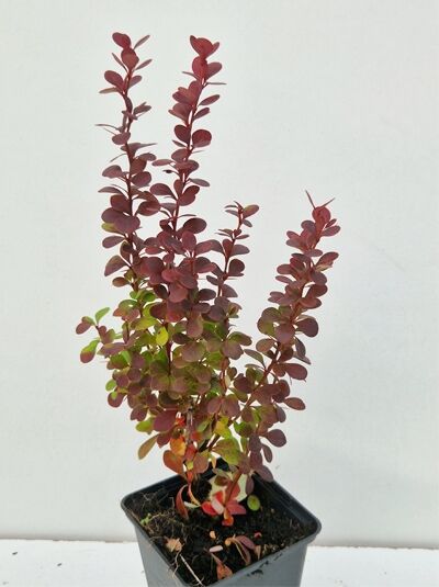 Berberitze 'Red Pillar' (Berberis thunbergii 'Red Pillar') im P9-Topf, aufrechter Strauch mit rotbraunen Blättern