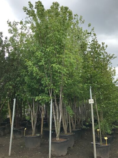 Acer saccharinum (Silber-Ahorn) Mehrstämmiger Baum im Container, Höhe 600–700 cm, C160, mit grünen, gelappten Blättern.