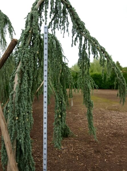 Trauer-Libanon-Zeder (Cedrus libani 'Glauca Pendula') 300-350 cm, mit Drahtballen, hängender Wuchs mit blaugrünen Nadeln.