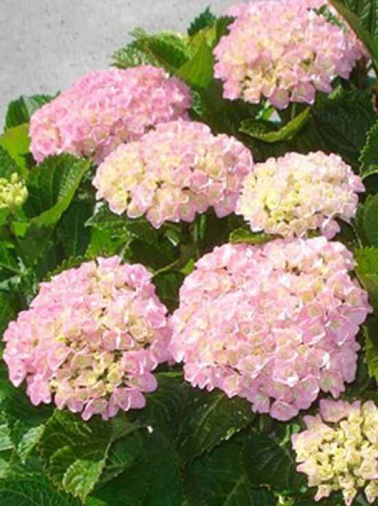 BauernHortensie 'Forever & Ever Pink