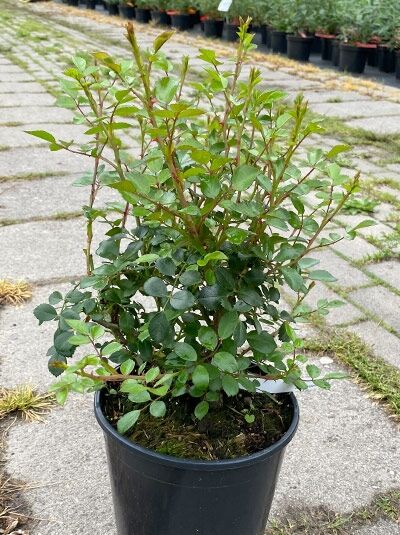 Rosa 'Swany ®' (Bodendeckerrose 'Swany') A-Qualität C 4, grüner Rosenstrauch im Topf mit frischen Trieben