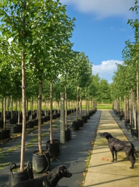 Prunus avium 'Hedelfinger Riesenkirsche' / Süßkirsche 'Hedelfinger Riesenkirsche' Hochstamm im Container in Baumschulreihe